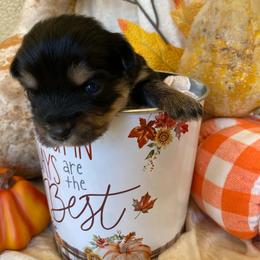 Yorkshire Terrier Puppies from WiseGuys Love Yorkies