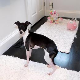 Kiki - Italian Greyhound