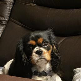 Cavalier King Charles Spaniel puppies from Sunny Valley Cavaliers