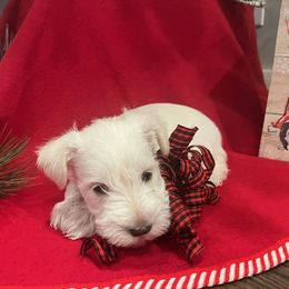 Miniature Schnauzer Puppies from Hume Family Mini Schnauzers