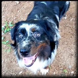 Eli - Australian Shepherd
