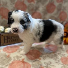 Cruella - Blue merle female Australian Shepherd puppy in Spencer, Tennessee from White Oak Aussies