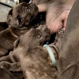 Cane Corso Puppies from Rock Creek Cane Corso