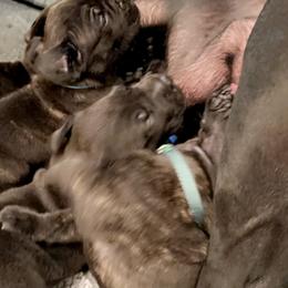 Cane Corso Puppies from Rock Creek Cane Corso