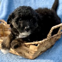 Grey collar toy - Black tri-color male Aussiedoodle puppy in 32046, Florida from River Hill Ranch