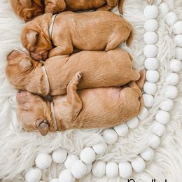 Goldendoodle Puppies from Doodle Love ❤️ Goldendoodle puppies