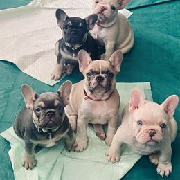French Bulldog puppies from Central Kentucky Blue Bell French Bulldogs
