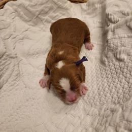 K- Purple Girl - Red  female Goldendoodle puppy in Lewisville, Texas from Texas Goldendoodle Lovers