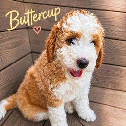 Buttercup - Red female Bernedoodle puppy in Mint Hill, North Carolina from Ball-Y-Hoo Bernedoodles