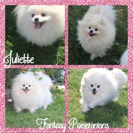 Juliette - Pomeranian