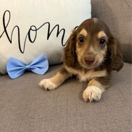 Murphy - Piebald male Dachshund puppy in Fort Gibson, Oklahoma from Cooper’s Dachshunds