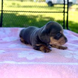 Girl 2 - Blue and tan female Dachshund puppy in Stilwell, Oklahoma from Ross Ranch Dachshunds