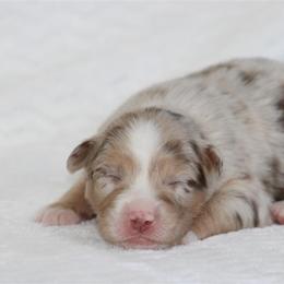 February - Red merle female Australian Shepherd puppy in Circleville, Utah from Canyon Creek Aussies