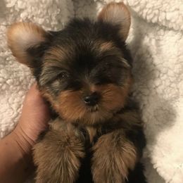 Poodles, Shih Tzus, and Yorkshire Terriers from Smoochie Pooch Puppies