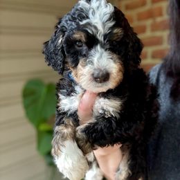 Mocha - Tri-color female Bernedoodle puppy in Denver, Pennsylvania from Greenview Puppies