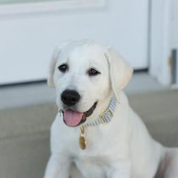 Labrador Retriever Puppies from Serenity Labradors