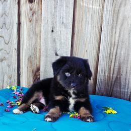 Bentley - Black tri male Miniature Australian Shepherd puppy in Stevinson, California from Aussies De Linares
