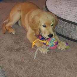 Golden Retriever Puppies from Southern Golden Retrievers