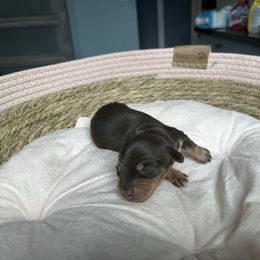 Charlie - Chocolate and cream male Dachshund puppy in Tampa, Florida from Crosbys Doxies
