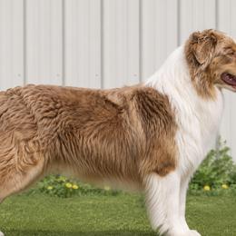 Cardi - Australian Shepherd