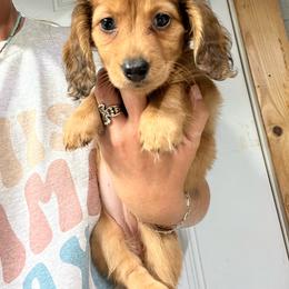 Fancy - Red female Dachshund puppy in Oklahoma from Rockin’ S Kennel