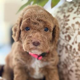 Izzy - Cream female Goldendoodle puppy in Yuciapa, California from AlltheDoodlez_