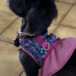 Poodles from Woody's Poodles