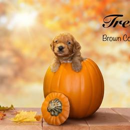 Treat - Red  female Goldendoodle puppy in Mendon, Massachusetts from Comfort & Cuddle Co