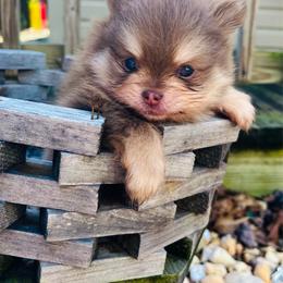 Schnitzel - Chocolate and tan male Pomeranian puppy in Buck Valley, Pennsylvania from Buck Valley Pomeranians