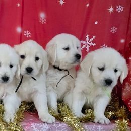 Bailey's puppies - Light golden male Golden Retriever puppy in Salem, Ohio from Golden Pride Retrievers