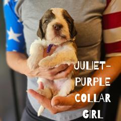 Juliet - Saint Berdoodle puppy from Doodles by Starlight