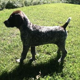 German Shorthaired Pointer Puppies from Ocean Point Kennels