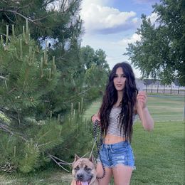 Cane Corso puppies from Westland Kennels