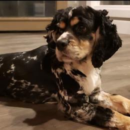 Raya - Blue roan and tan female Cocker Spaniel puppy in Howell, Michigan from Robbin's Treasures