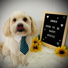 Havanese and Poodles from Fluffy Paws Puppies