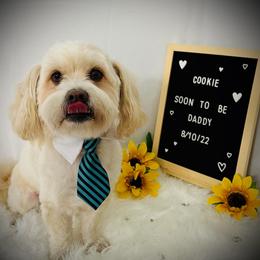 Havanese and Poodles from Fluffy Paws Puppies
