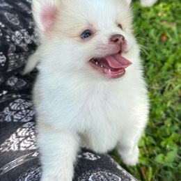 Pomeranians from Clara’s Kennel