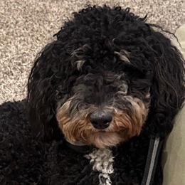 Annie - Bernedoodle