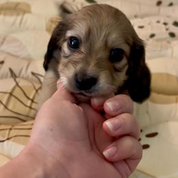 Munster - Cream male Dachshund puppy in Lincoln, California from ForeversEdge Doxies