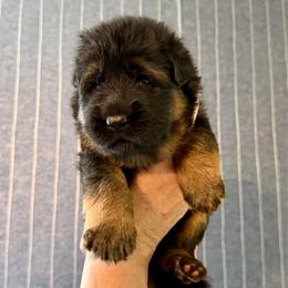 Indigo (Lavender ribbon) - Black and red female German Shepherd puppy in Purcellville, Virginia from Starry Night German Shepherd Dogs
