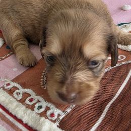 Sage - Chocolate and tan female Dachshund puppy in Port Charlotte, Florida from Belinda's little darlings dachshunds