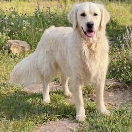 Peaches - Golden Retriever