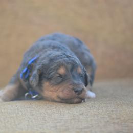 Dark blue collar male - Merle male Bernedoodle puppy in Scottsboro, Alabama from Dixie Land Doodles