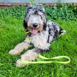 Charlie - Double Doodle