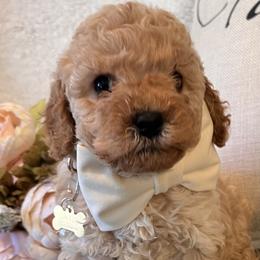 Victoria Sloane Adult 15-17 lb - female Cavapoochon puppy in Fairmont, West Virginia from Family Raised Heirloom Companions