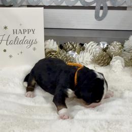 Michigan Rock - Tri-color male Bernedoodle puppy in Hegins, Pennsylvania from Bubbling Springs Doodles, LLC