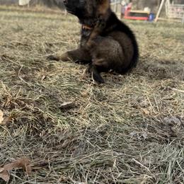 German Shepherd Puppies from Legacy K9’s