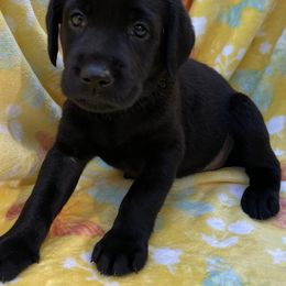 Dilute Retriever and Labrador Retriever Puppies from Winter Creek Labradors