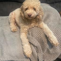 Minnie Pearl - Poodle