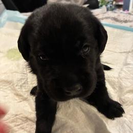 Prince Aladdin (Orange) - Black male Labrador Retriever puppy in Tiverton, Rhode Island from Our Little Farm